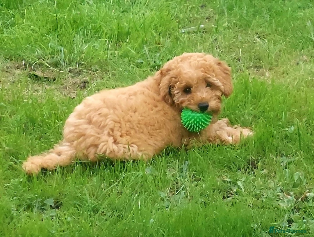 Cavachon dogs for sale: Cavapoochon Boy 16 wks old - Image 9