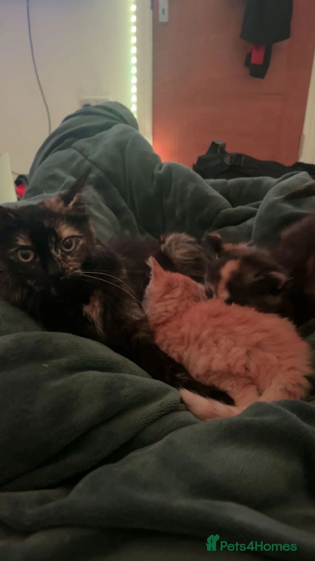 Mixed Breed cats for sale: Cute 3 kittens looking for a new home - Advert 8