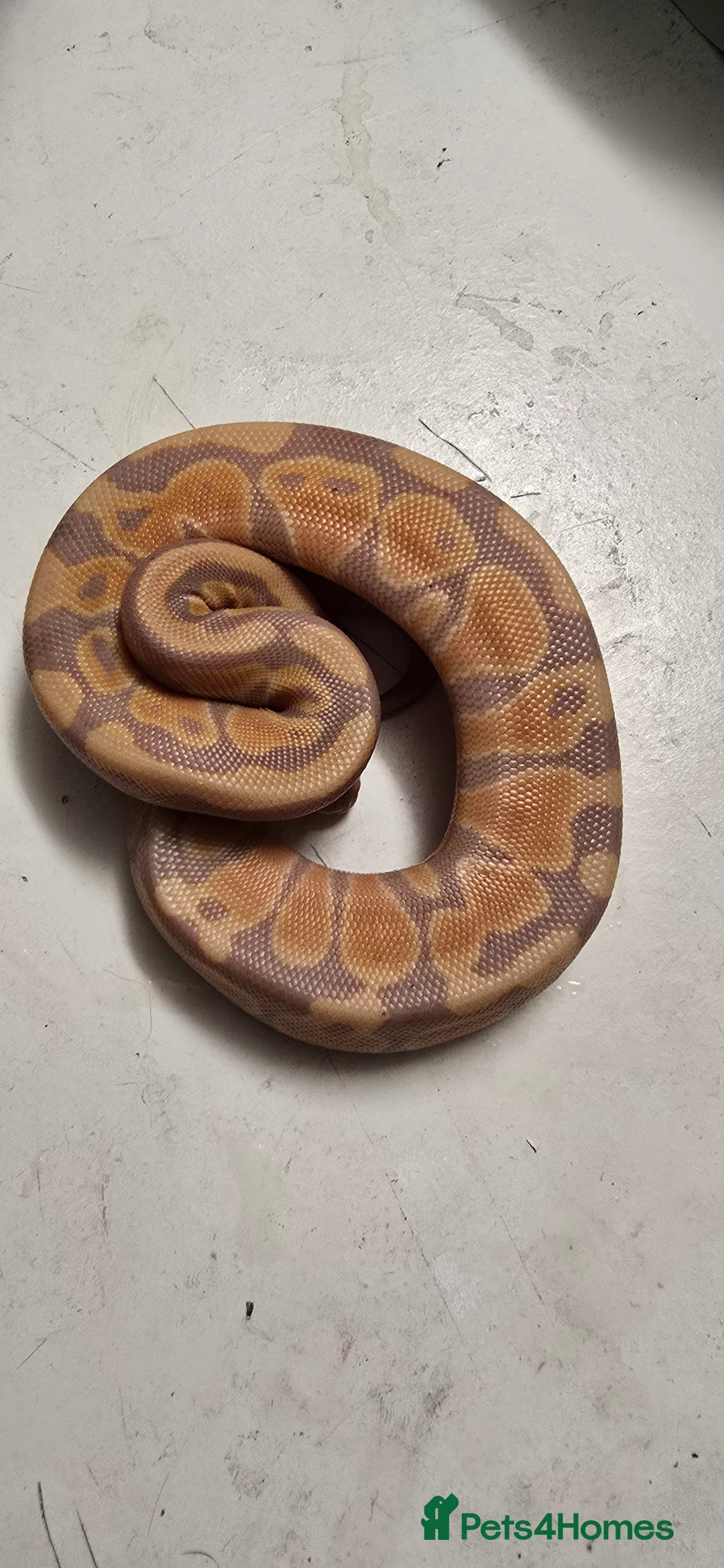 Python Snake reptiles for sale: Various Ball Pythons in Wellingborough - Advert 27