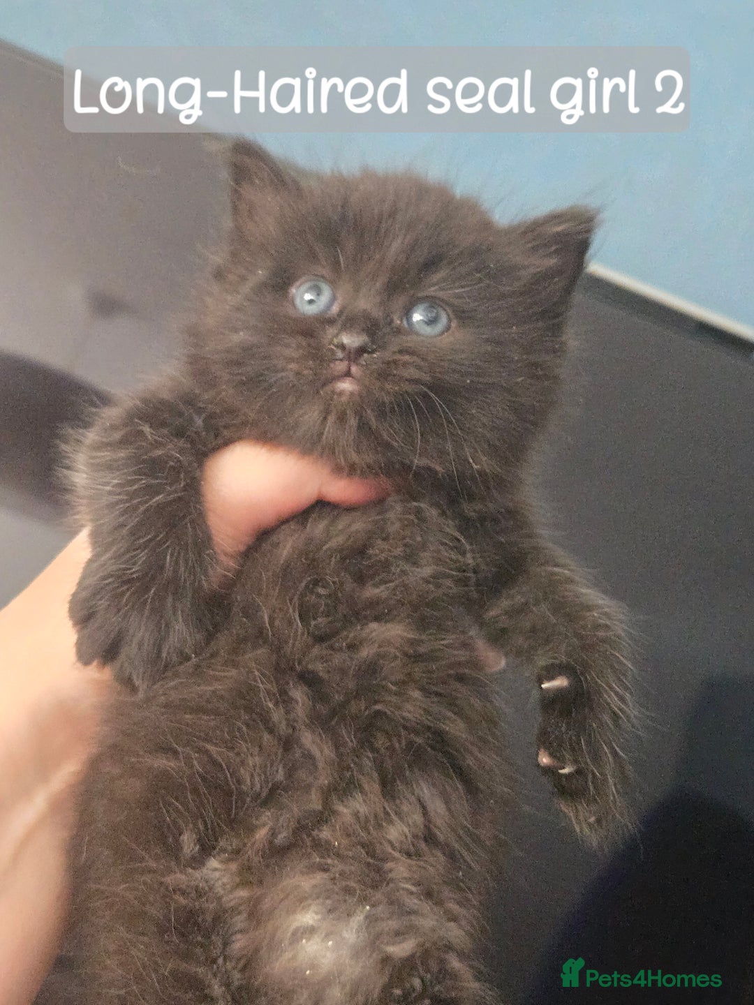 Ragdoll cats for sale: 12 half-Ragdolls (£150-£475) - Image 11
