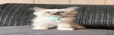 Blue point Mitted Male Ragdoll - Teal collar 