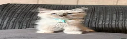 Ragdoll cats for sale: 🩷READY TO LEAVE NOW💙 - Advert 20