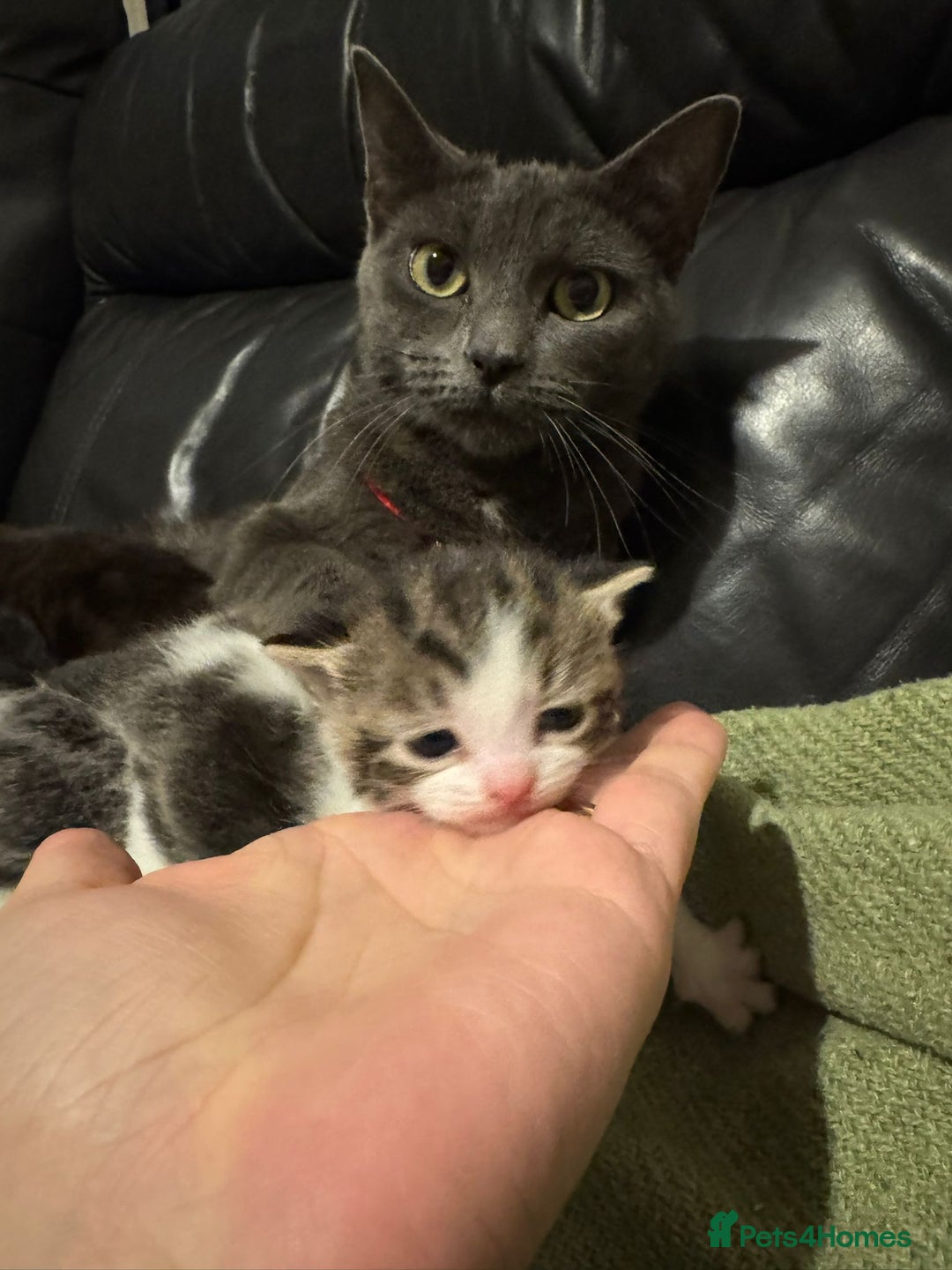 Mixed Breed cats for sale: Russian Blue x Tabby - Advert 5