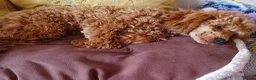 Toy Poodle dogs for sale: Toy poodle  - Advert 1