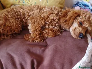 Toy Poodle dogs Toy poodle - Advert 1