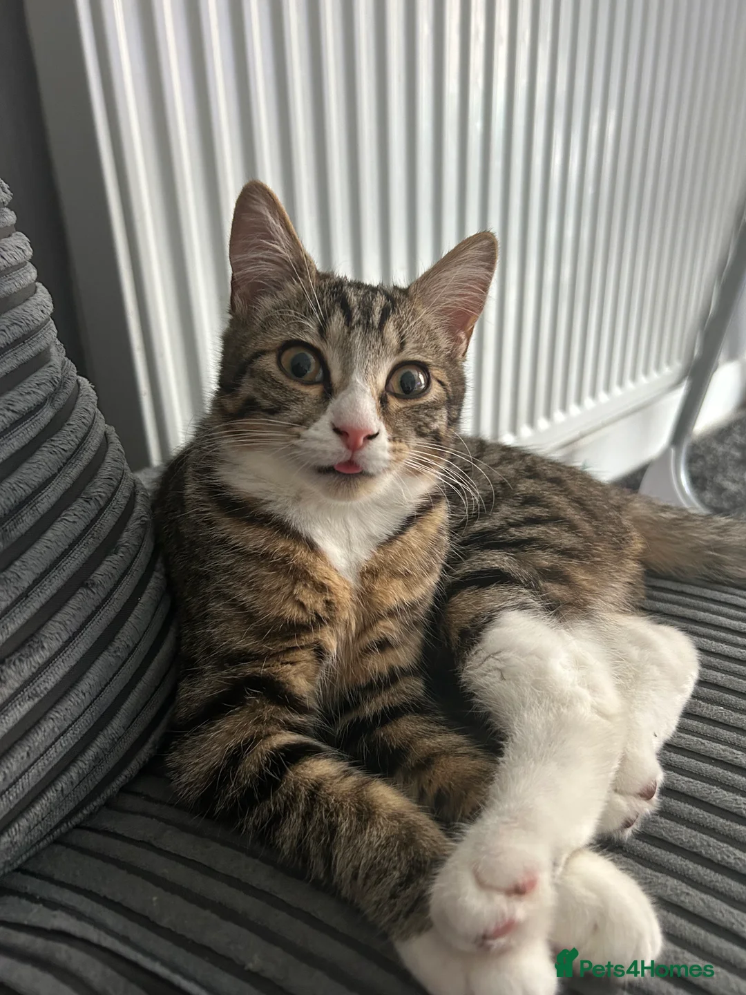 Mixed Breed cats for sale: 2 beautiful cats in Rugeley - Advert 14