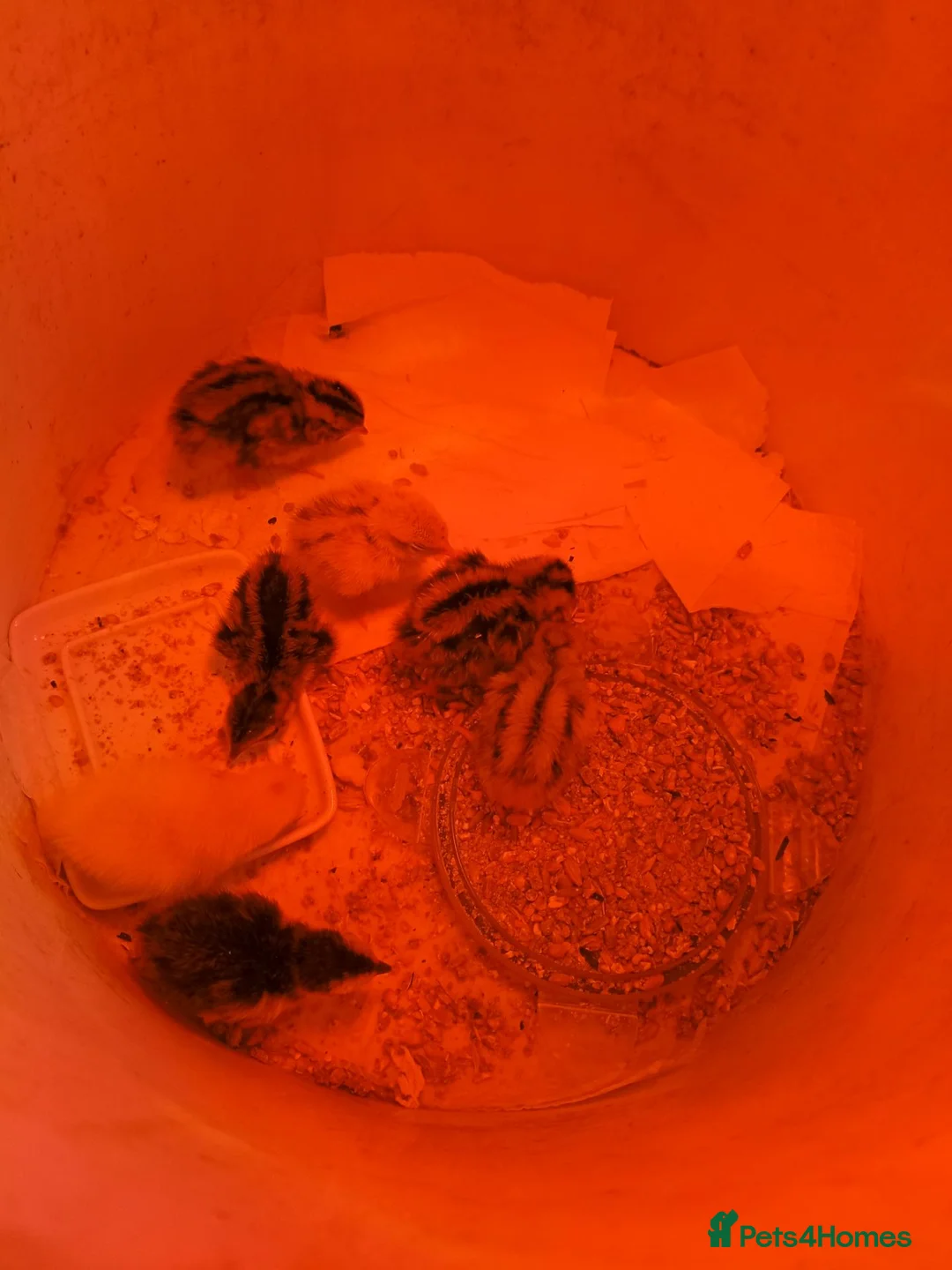 Mixed Breed birds for sale: Quail one day old  in Saltburn-by-the-Sea - Advert 3