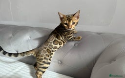 Bengal cats for sale: 💕 Pedigree Rosetted bengal kittens 💕 - Image 2