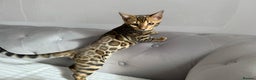 Bengal cats for sale: 💕 Pedigree Rosetted bengal kittens 💕 - Advert 2