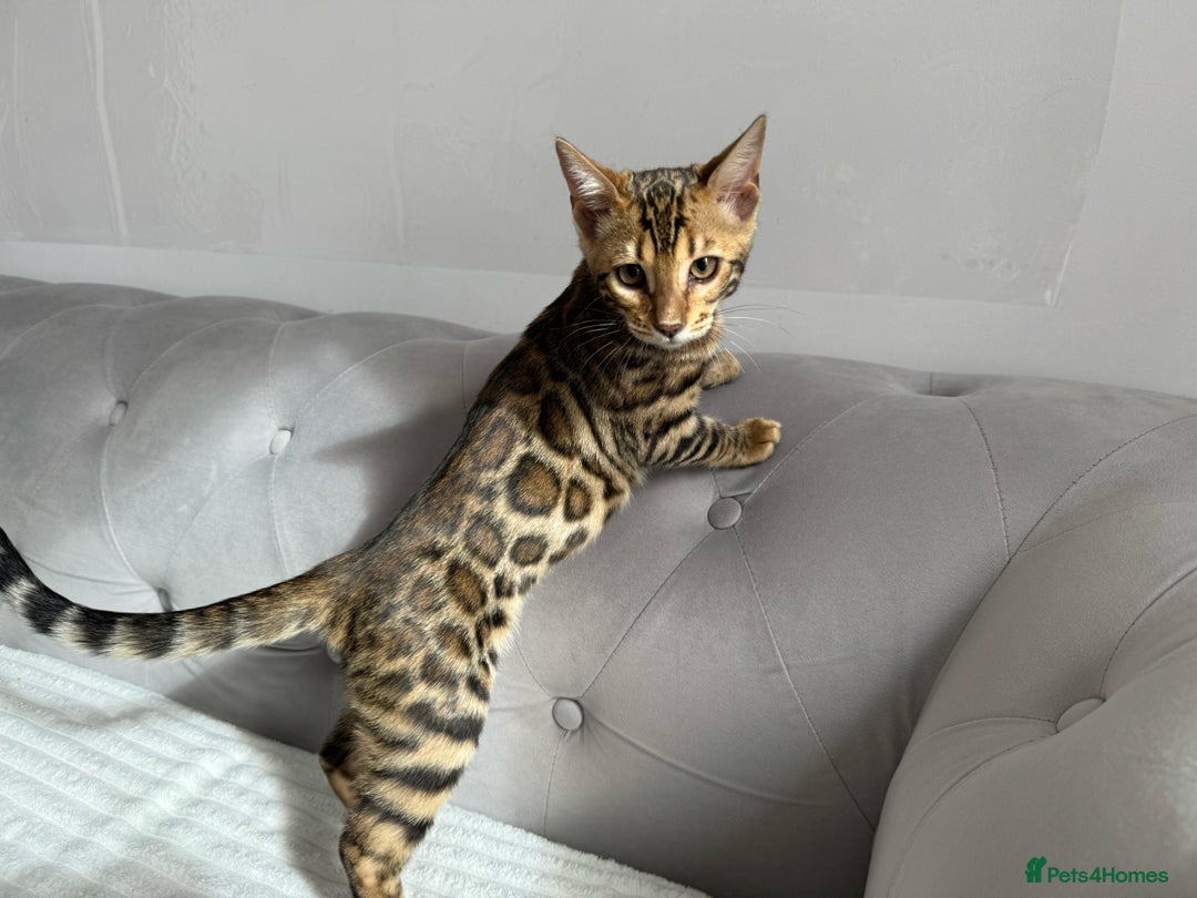 Bengal cats for sale: 💕 Pedigree Rosetted bengal kittens 💕 - Image 2