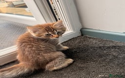 Ragdoll cats for sale: RARE full RAGDOLL BABYS  - Image 31