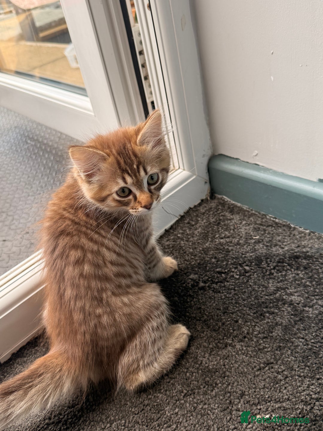 Ragdoll cats for sale: RARE full RAGDOLL BABYS  - Image 31