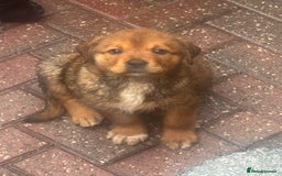 Mixed Breed dogs for sale: Central Aisian Shepard x Rottweiler - Image 5