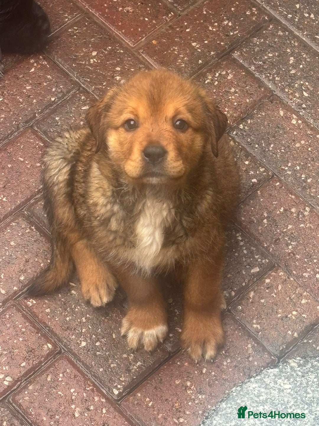 Mixed Breed dogs for sale: Central Aisian Shepard x Rottweiler - Image 5