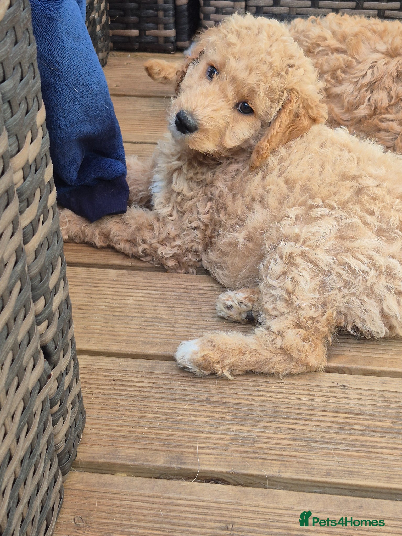 Double Doodle dogs for sale: Golden doodle x labradoodle pups - Advert 8