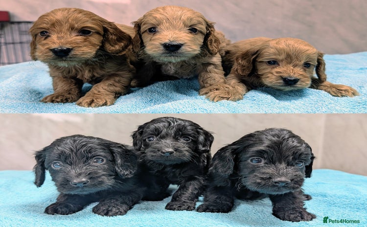 Cockapoo dogs - Advert 9