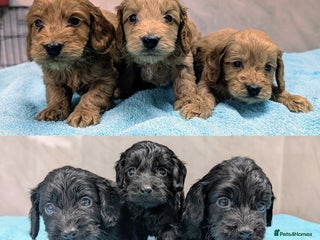 Cockapoo dogs - Advert 3