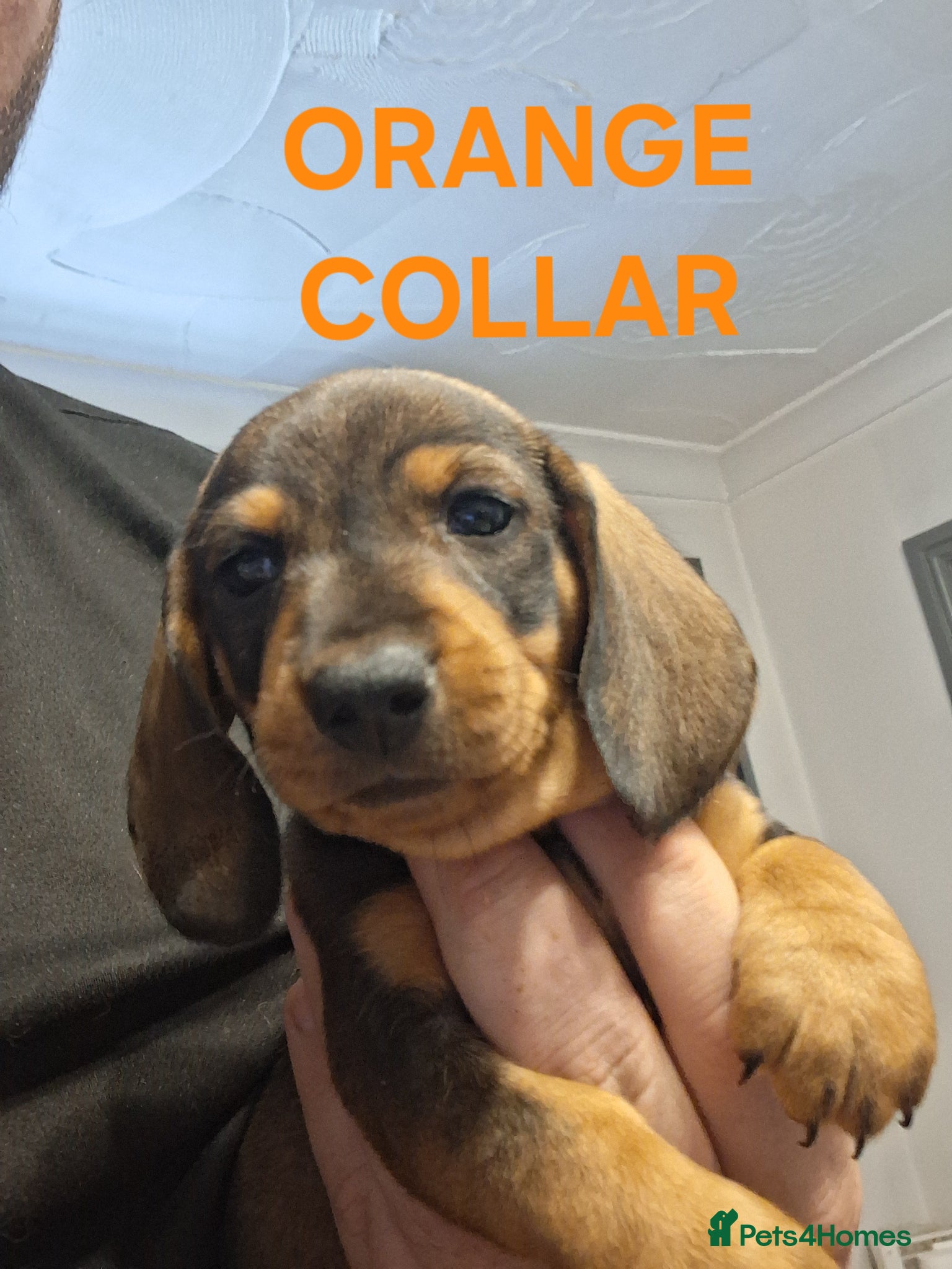 Miniature Dachshund dogs 4 BEAUTIFUL MINITURE DACHSHUNDS  - Advert 19