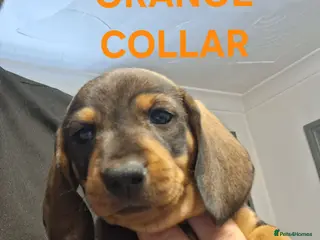 Miniature Dachshund dogs 4 BEAUTIFUL MINITURE DACHSHUNDS - Advert 19