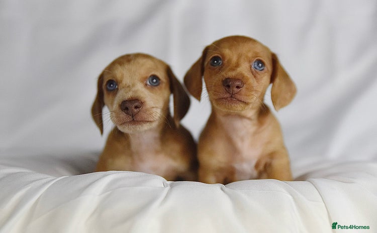 Miniature Dachshund dogs - Advert 10