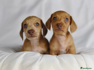 Miniature Dachshund dogs Miniature Dachshunds Puppies PRA Clear, KC Reg - Advert 9