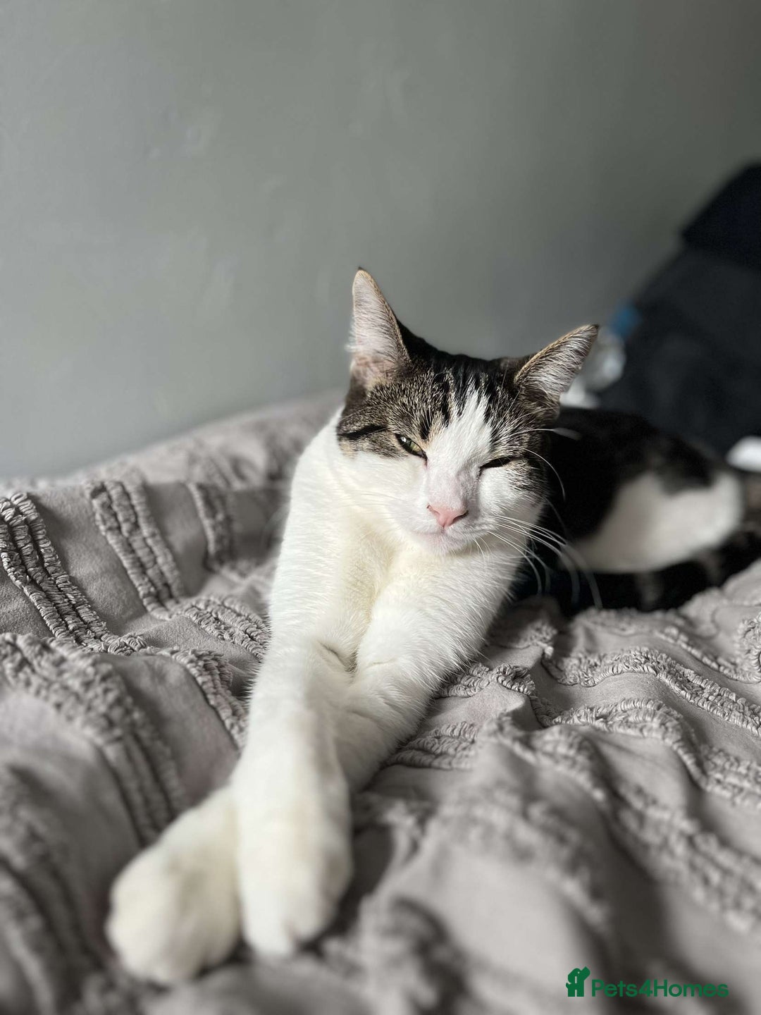 British Shorthair cats for sale: Both together  - Image 16