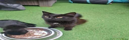 Bombay cats for sale: Bombay blacks kittens  - Advert 1