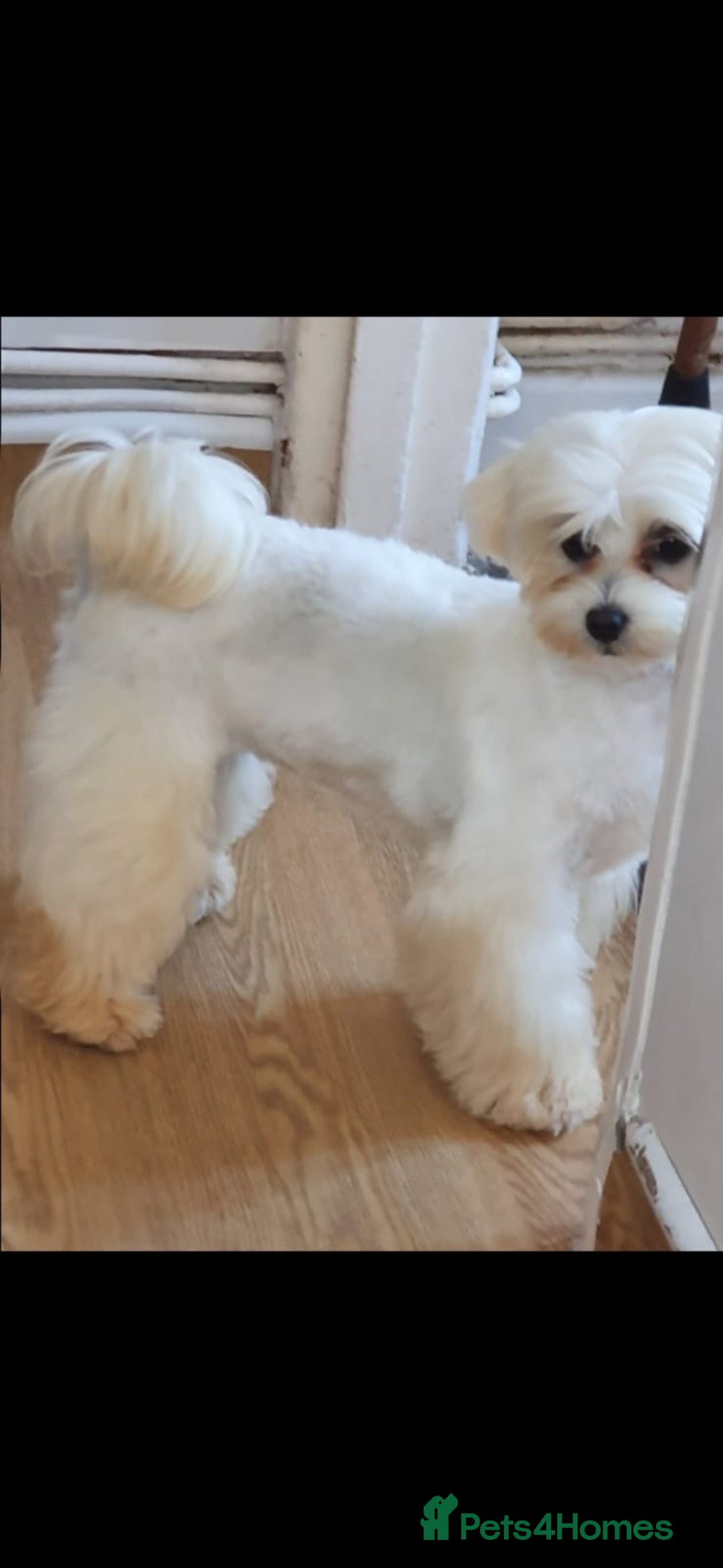 Maltipoo dogs for sale: Maltipoo pups ready now  - Advert 10