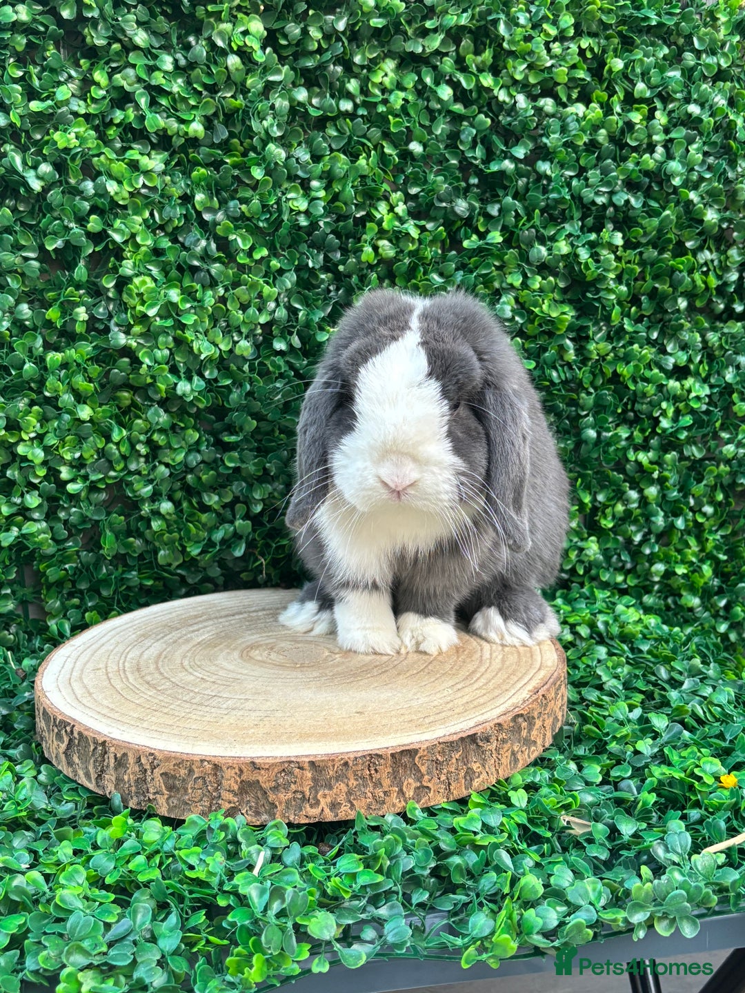 Mini Lop rabbits for sale: Mini lop babies 🌟 in Hartlepool - Image 26
