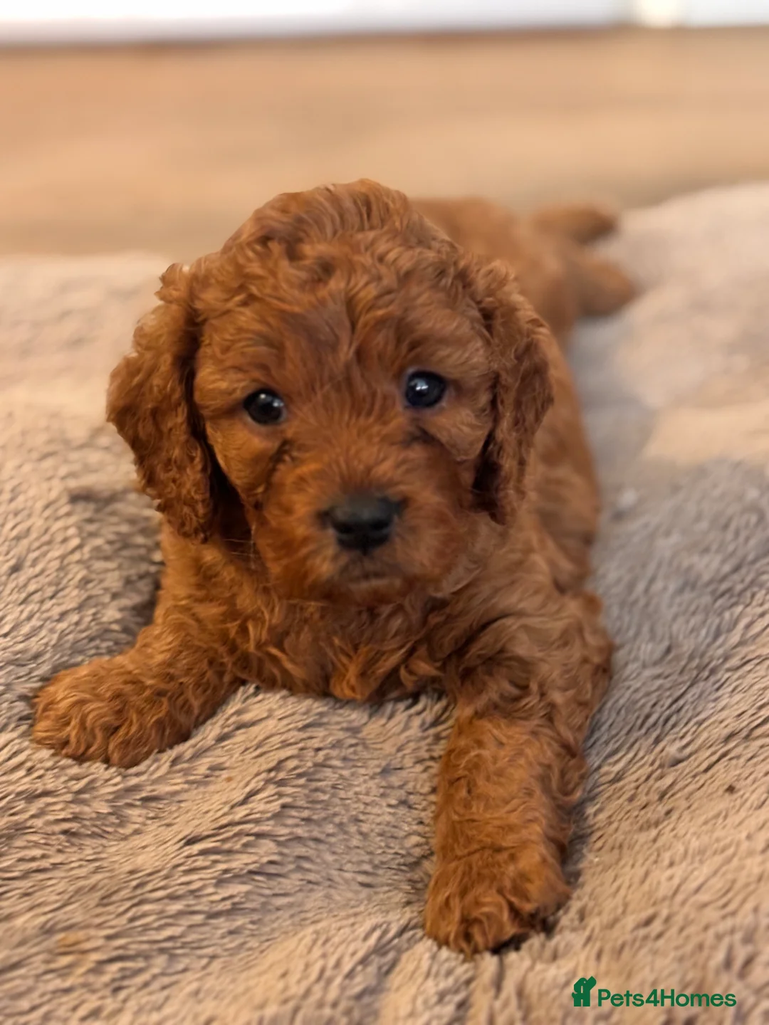 Cavapoo dogs for sale: KC Registered Parents 4 Girls 1 Boy - Advert 15