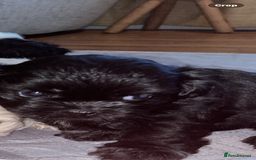 Shihpoo dogs for sale: Shihpoo puppies - Image 9
