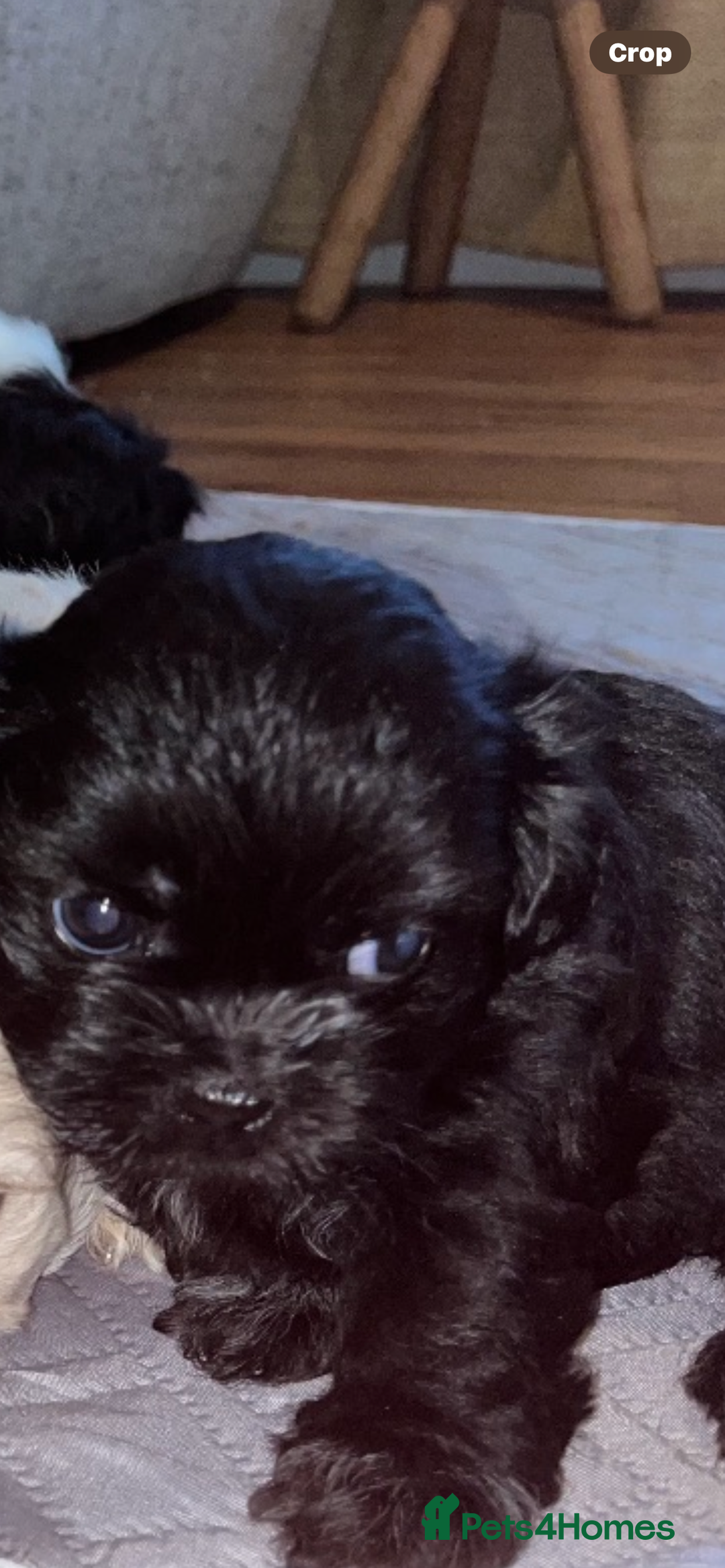 Shihpoo dogs for sale: Shihpoo puppies - Image 9