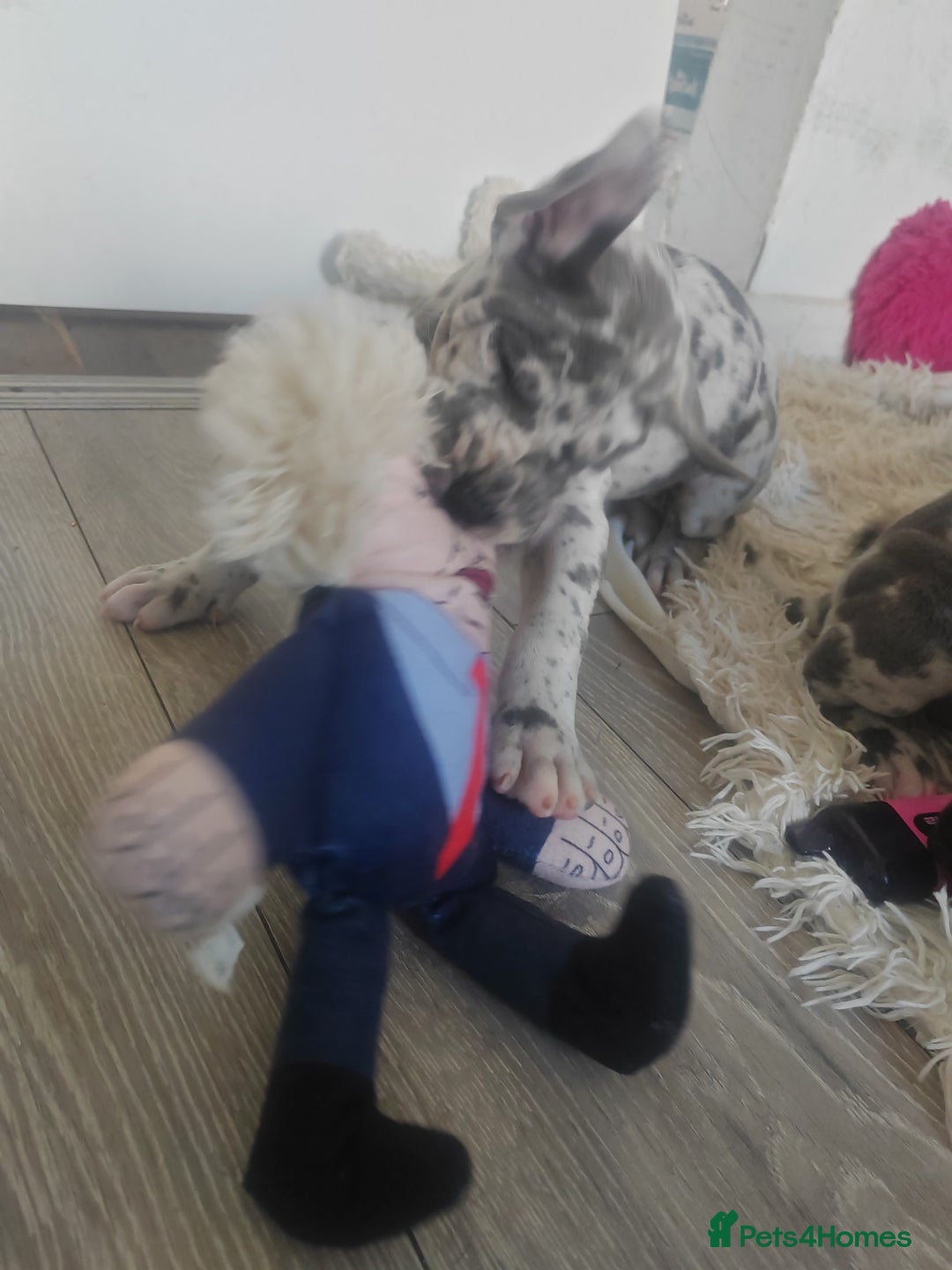 Great Dane dogs for sale: Beautiful KC registered Great Dane Puppies  - Image 3