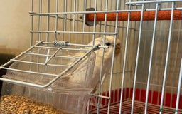 Budgerigars birds for sale: Young Female Budgie & Cage - Image 5