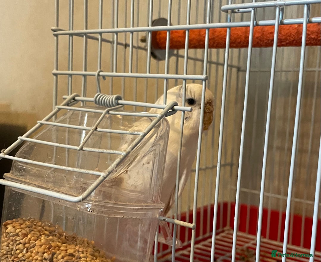 Budgerigars birds for sale: Young Female Budgie & Cage - Image 5
