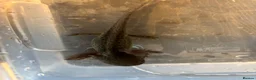 Axolotl reptiles for sale: Baby axolotl for sale  - Advert 6