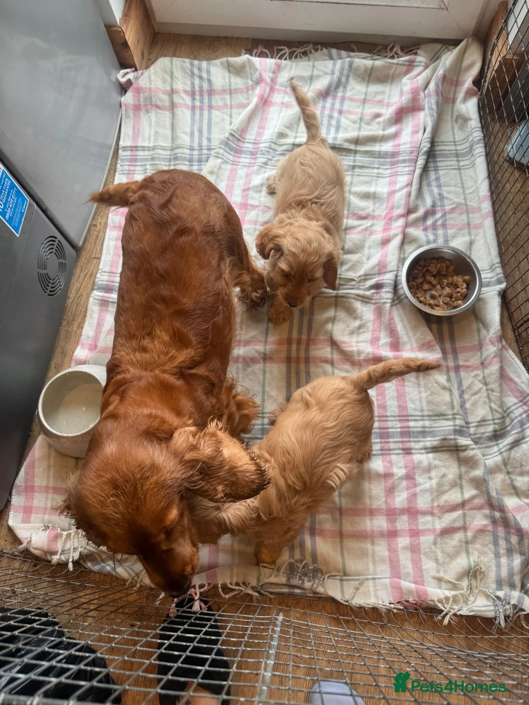 Cockapoo dogs for sale: Small Cockapoo puppies  - Advert 10