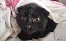 Scottish Fold cats for sale: Purebred Scottish fold  - Image 1