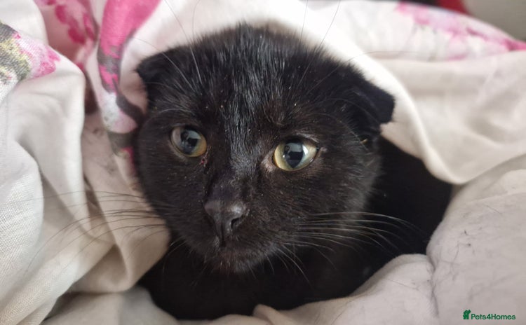 Scottish Fold cats - Advert 2