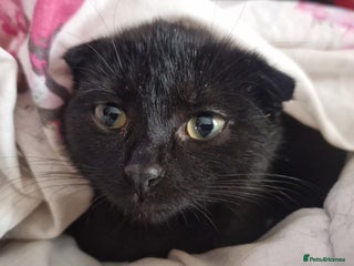 Scottish Fold cats - Advert 1
