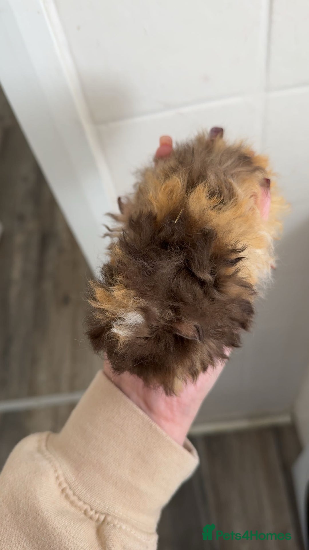 Guinea Pig rodents for sale: Chocolate tri texel male  - Advert 2