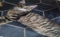 Dwelf cats for sale: 2 sweet kittens  - Image 6