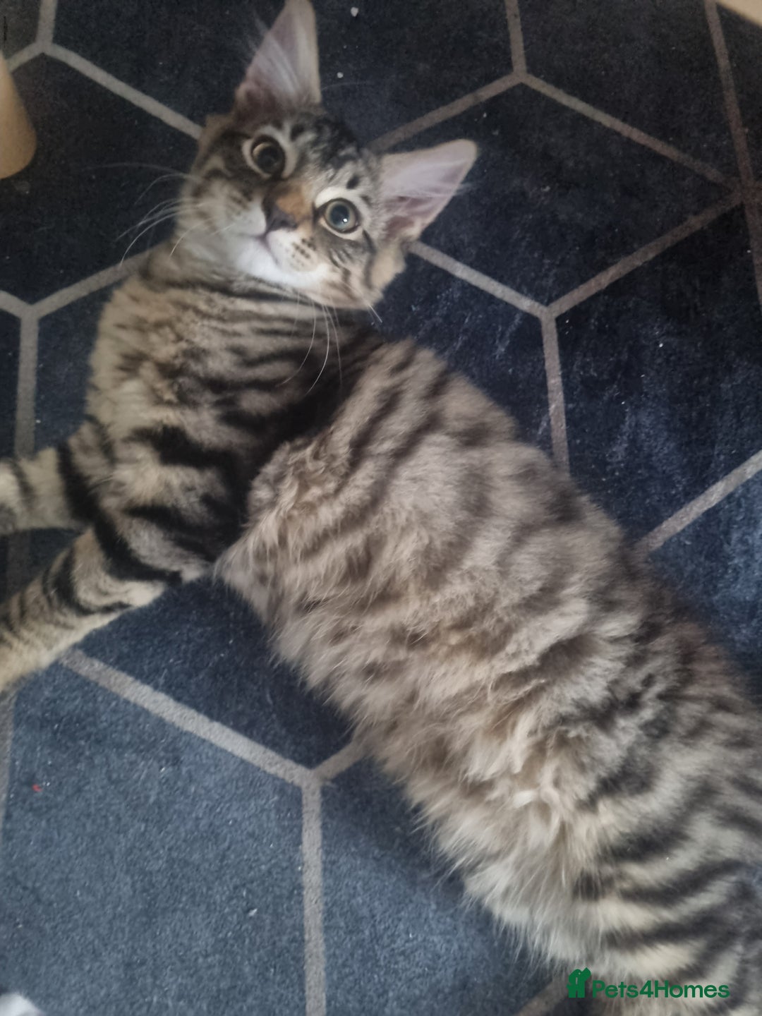 Dwelf cats for sale: 2 sweet kittens  - Image 6