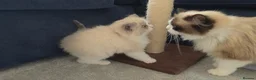 Ragdoll cats for sale: Blue Point/Bicolor Ragdoll Boy Champion Line TICA - Advert 7