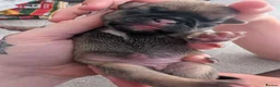 Frug dogs for sale: Pug Frenchies (frug) in Truro - Advert 8
