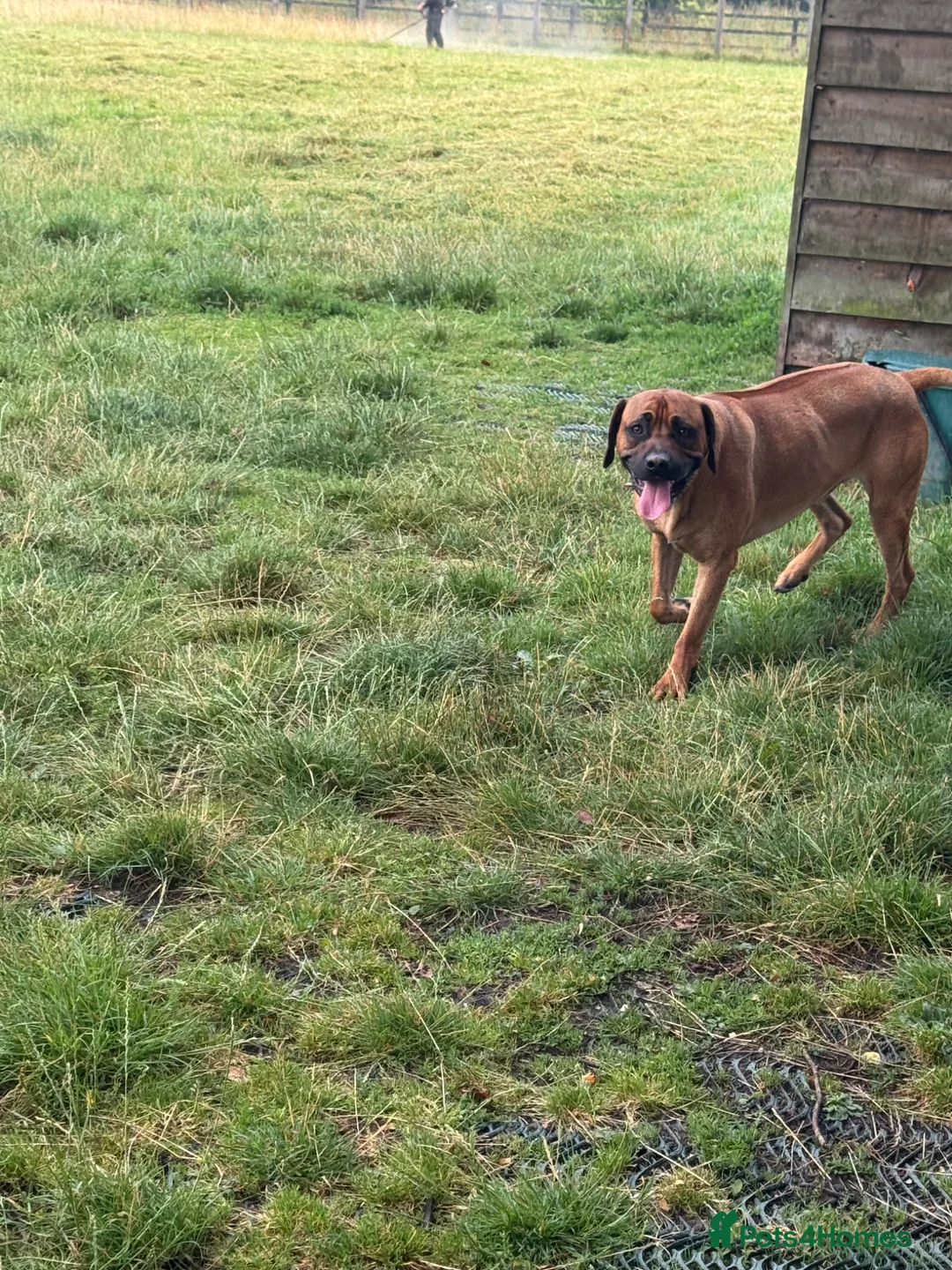 Rhodesian Ridgeback dogs for sale: 🐾 Looking to Rehome Our Dog Roger 🐾 - Advert 2