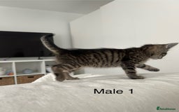 Mixed Breed cats for sale: 2 tabby kittens for sale female and male £150 each - Image 5