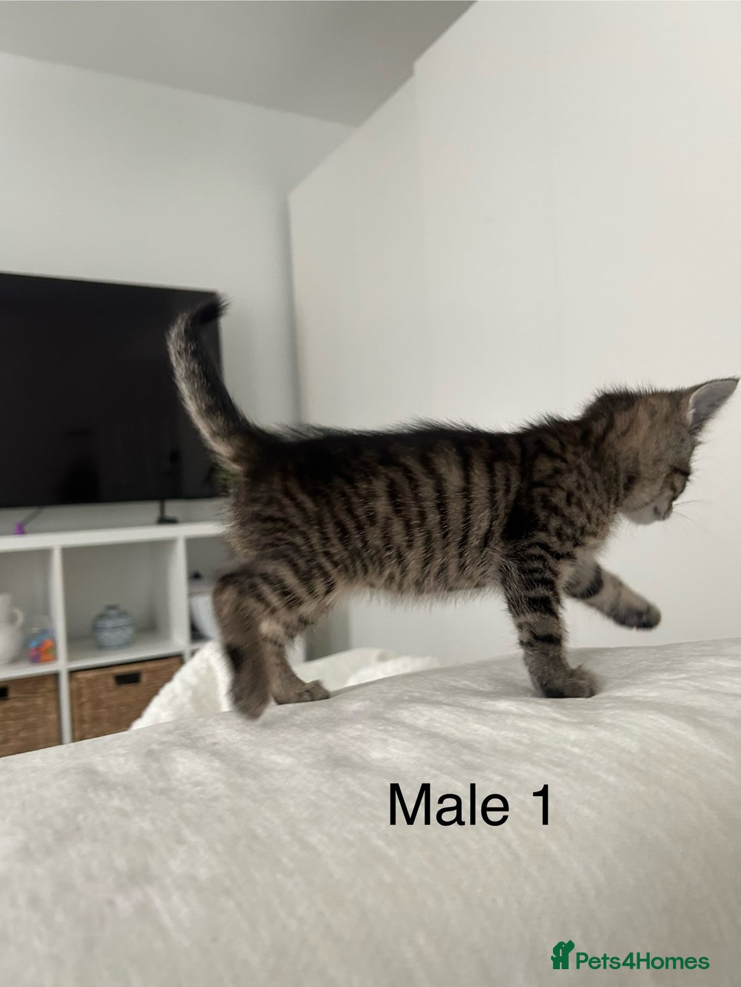 Mixed Breed cats for sale: 2 tabby kittens for sale female and male £150 each - Image 5