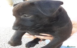 Patterdale Terrier dogs for sale: READY NOW Stunning litter of Patterdale Terriers  - Image 15