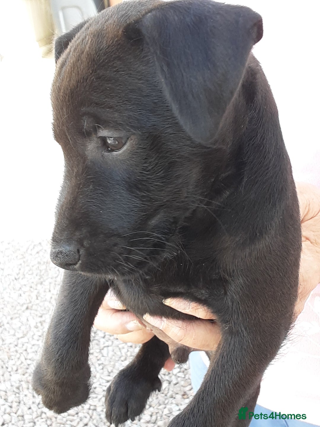 Patterdale Terrier dogs for sale: READY NOW Stunning litter of Patterdale Terriers  - Image 15